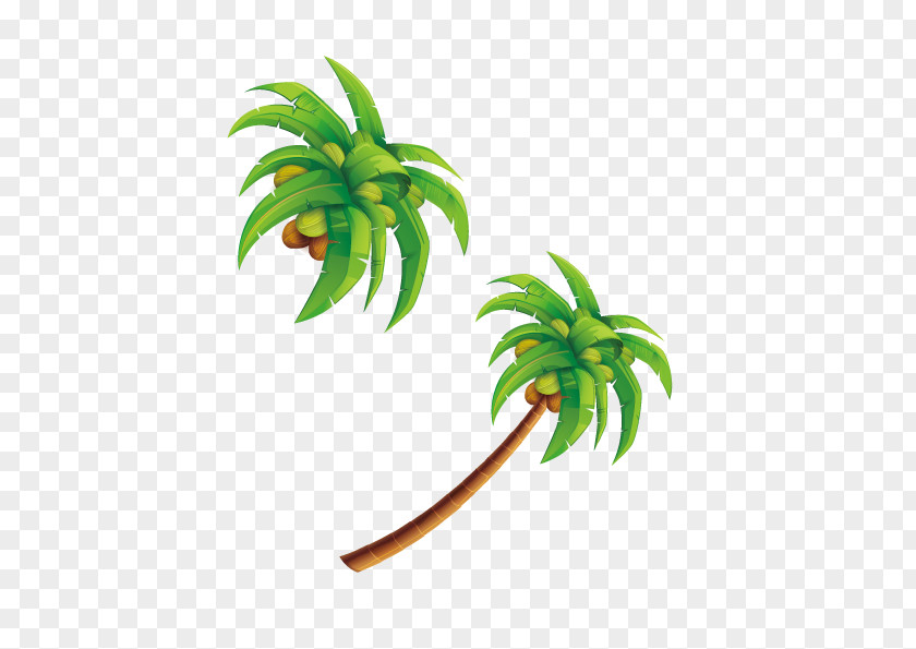 Coconut Tree Water Leaf PNG