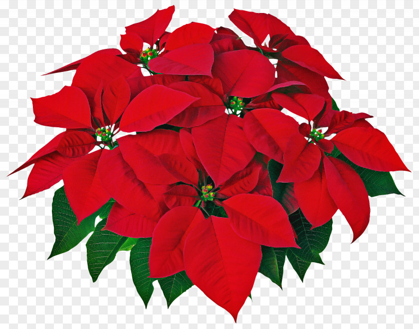 Flower Poinsettia Red Plant Petal PNG