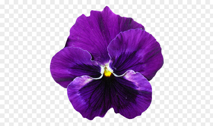 Lavender Flower Pansy Violet PNG