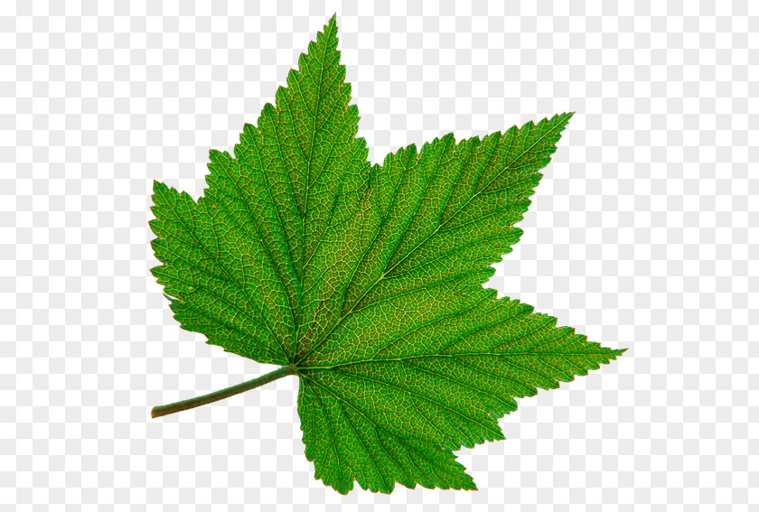 Leaf Autumn Color Green Desktop Wallpaper PNG