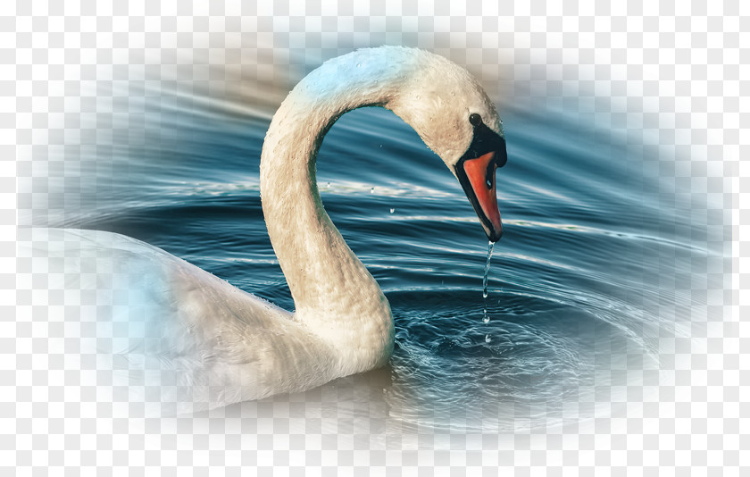 Swans Water Bird Mute Swan Desktop Wallpaper Anatidae PNG