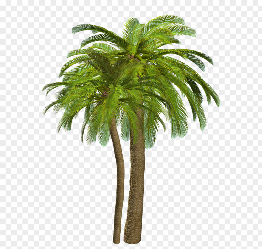 Tree Adonidia Merrillii Veitchia Palm Branch PNG
