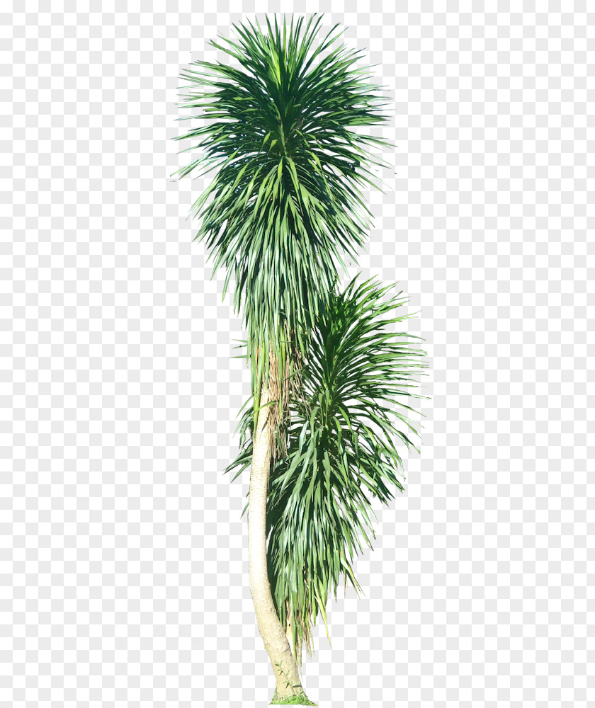 Tropical Foliage Asian Palmyra Palm Plant Arecaceae Tree PNG