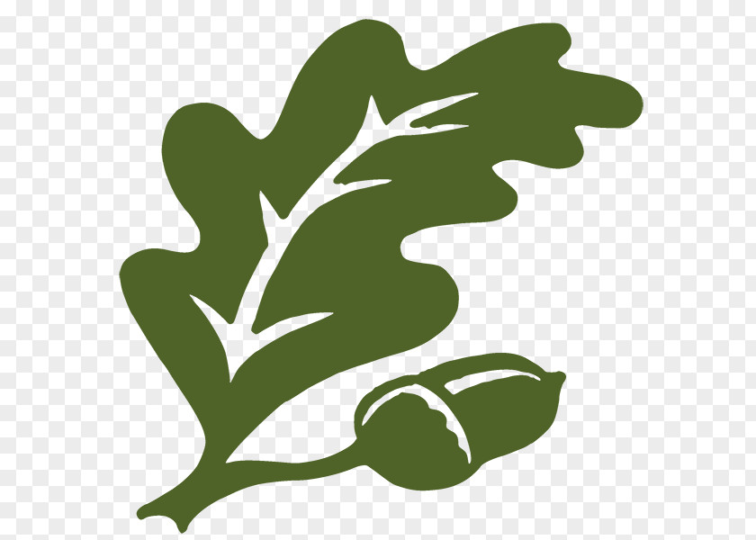 Broadleaf Bramble Kudzu Oak Clip Art Leaf Branch PNG
