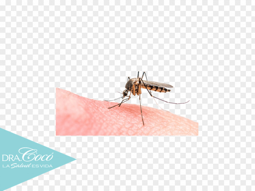 Mosquito Malaria Parasite Marsh Mosquitoes Insect Bites And Stings PNG