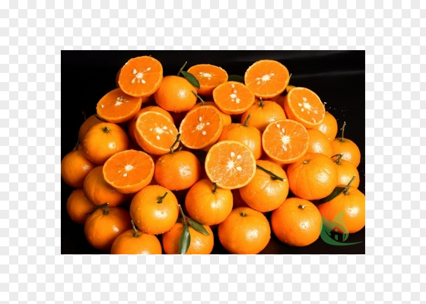 Orange Clementine Tangerine Bitter Mandarin Rangpur PNG