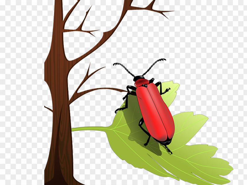 Insects On The Leaves Volkswagen Beetle Ladybird Insect Wing Clip Art PNG