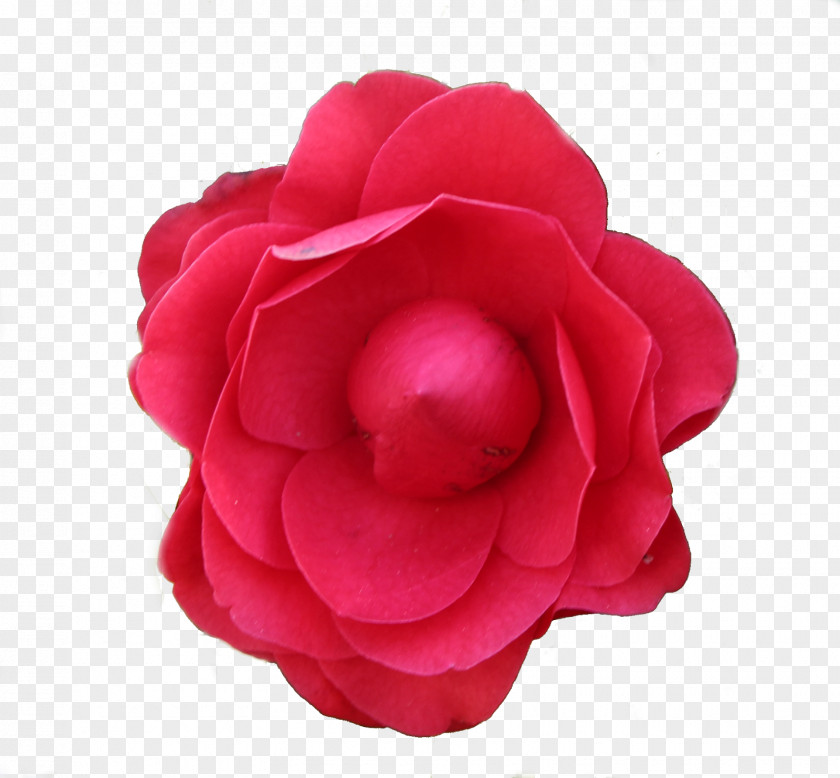 Red Envelopes Garden Roses Flower Photography PNG