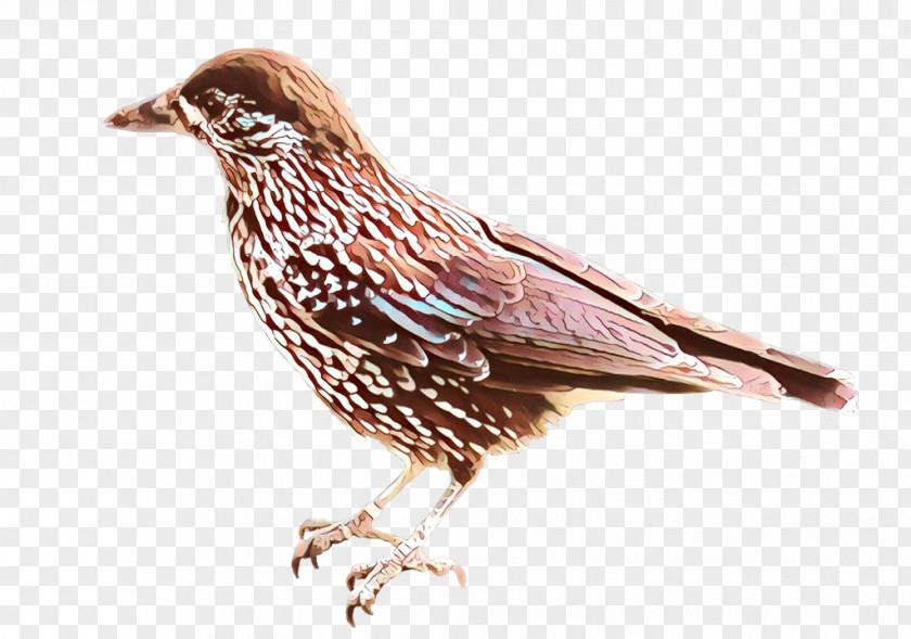 Starling Songbird Bird Beak European Perching American Rosefinches PNG