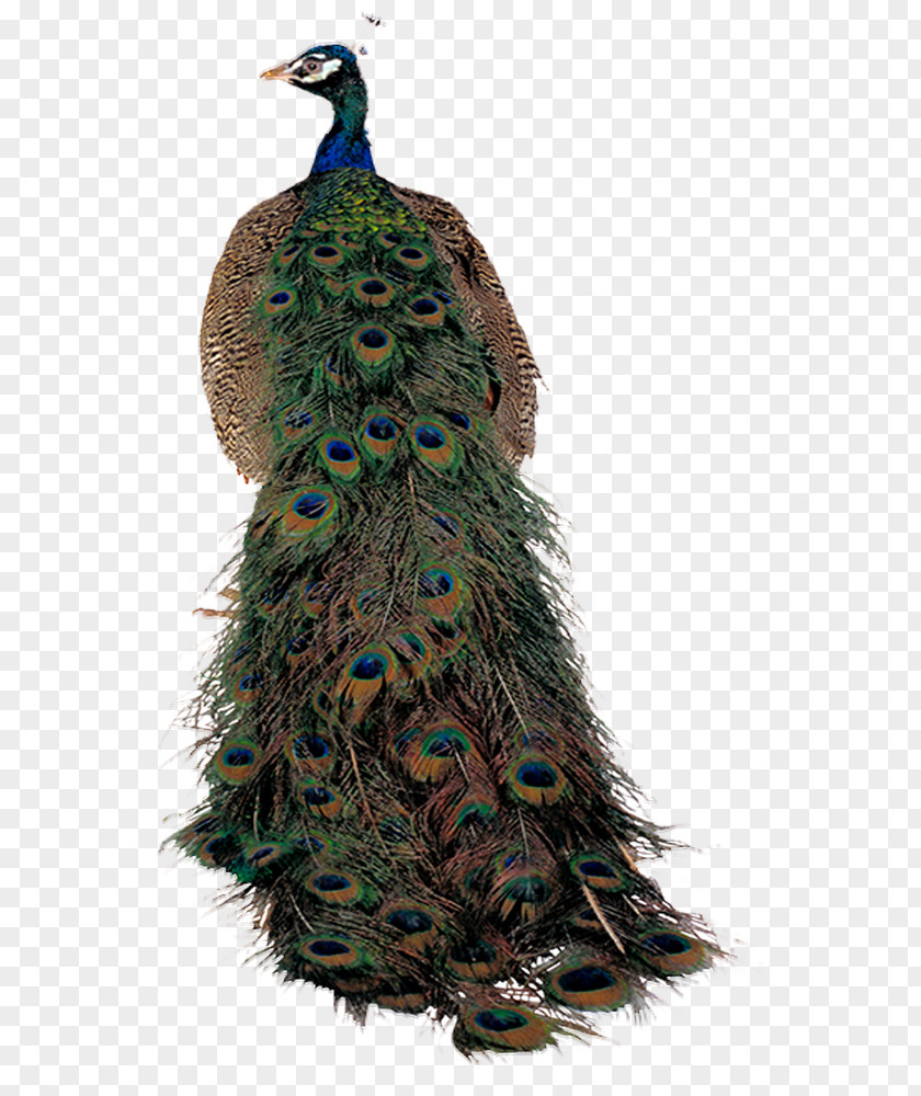 Colorful Proud Peacock Bird Peafowl PNG