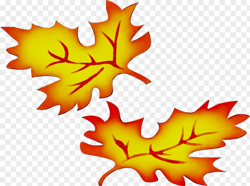 Maple Leaf Yellow Clip Art PNG
