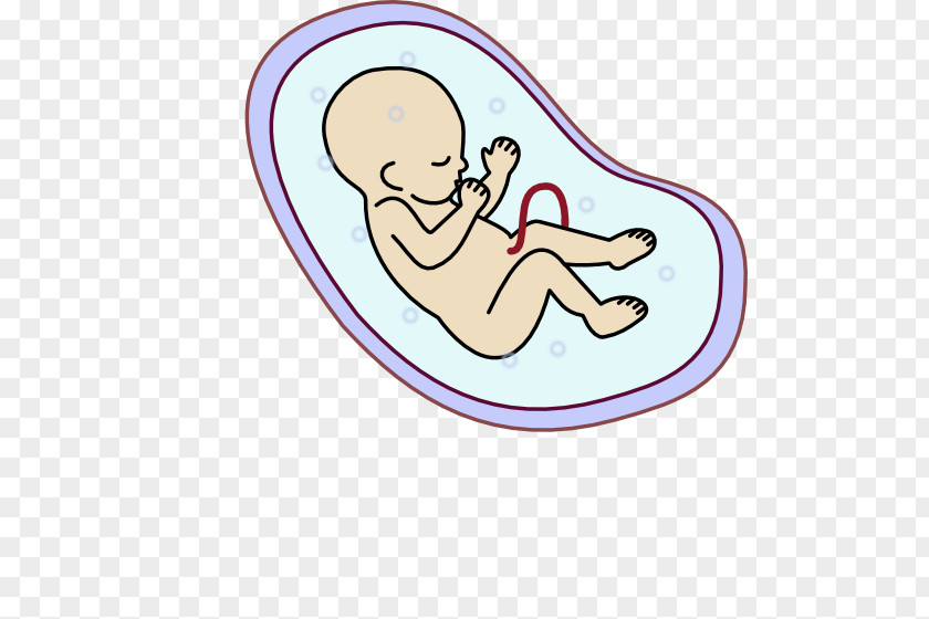 Pregnancy Human Embryogenesis Fetus Clip Art PNG