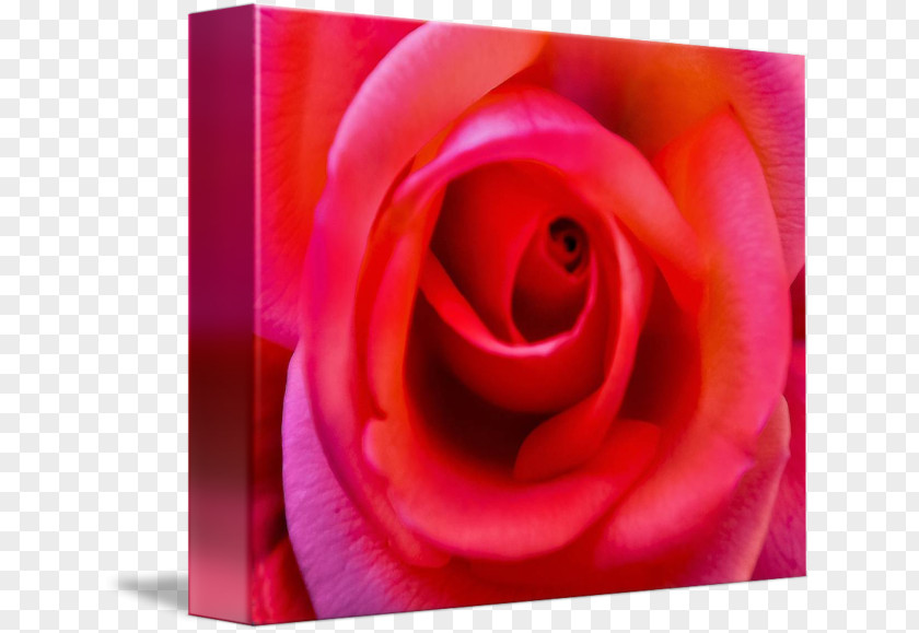 Rose Petals Drift Garden Roses Floribunda Desktop Wallpaper Close-up PNG