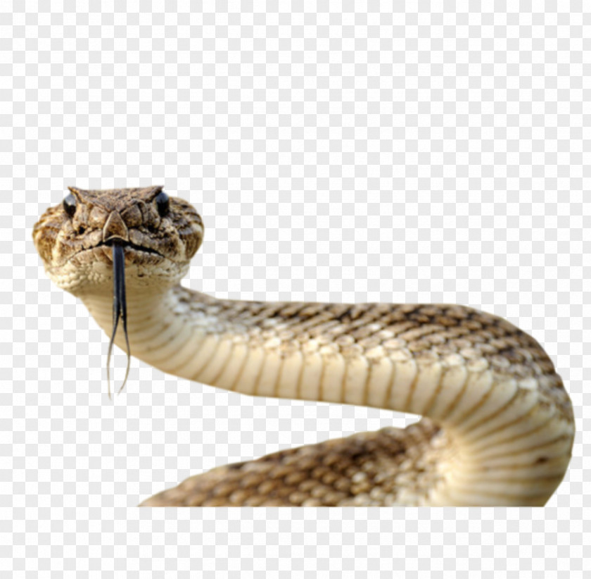 Snake Clip Art PNG