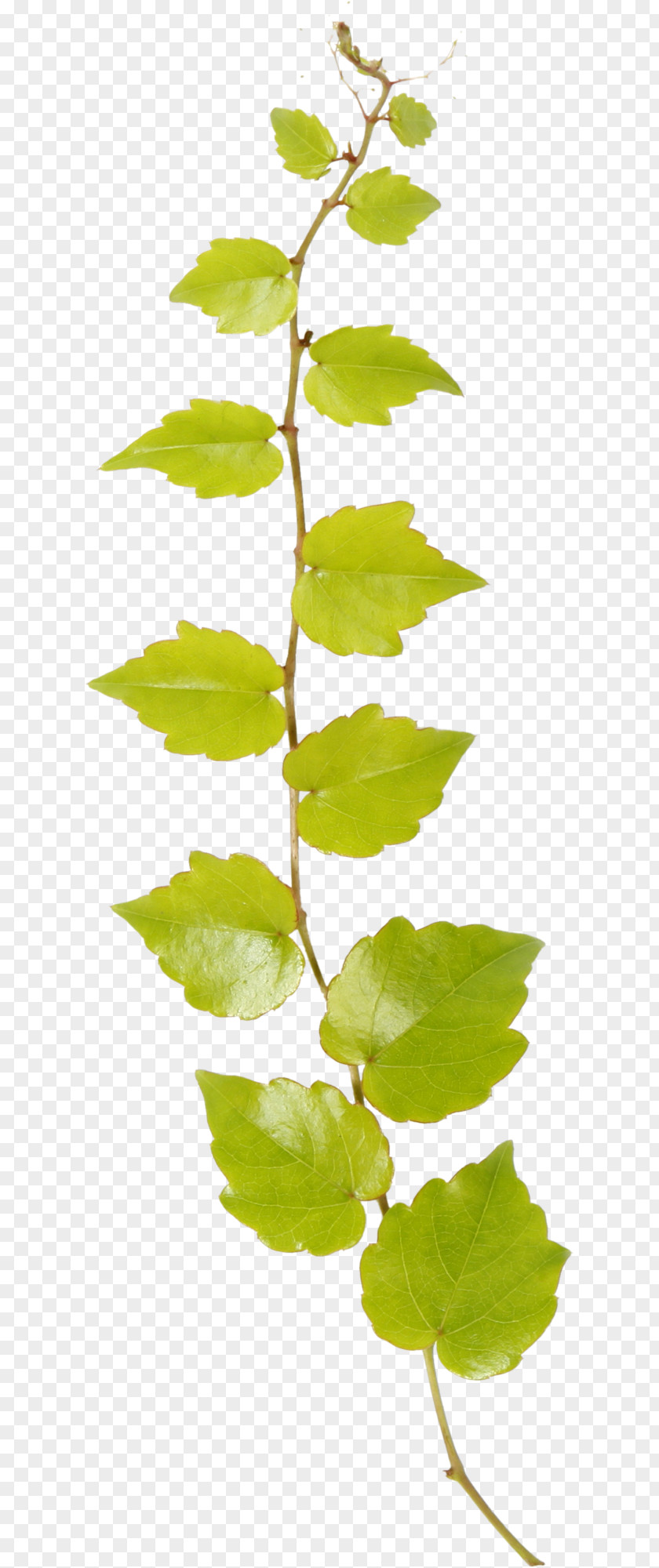 Leaves Twig Leaf Download PNG