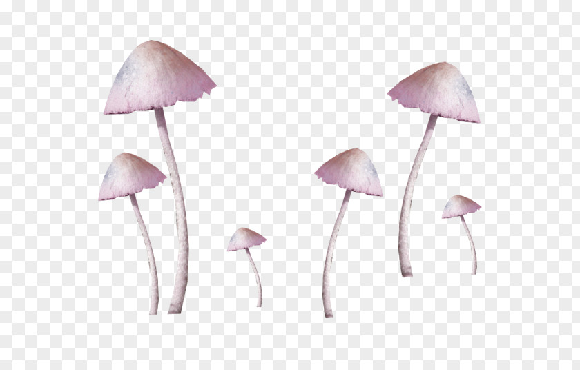 Pink Fresh Mushroom Decoration Pattern Common Fungus PNG