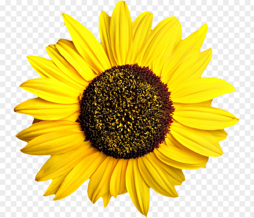Sunflower Common Seed Clip Art Daisy Family PNG