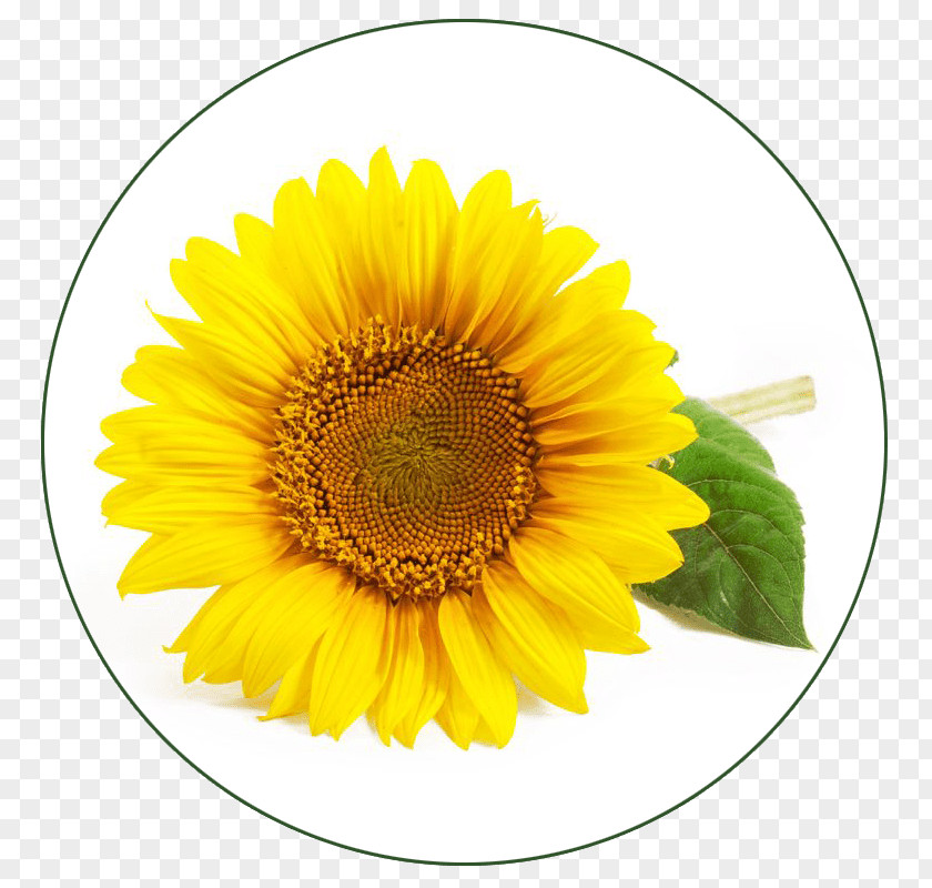 Sunflowers Common Sunflower Lotion Oil Seed PNG