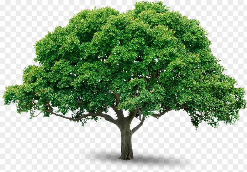Tree Image Download Picture Planting Wall Decal Trunk Pruning PNG