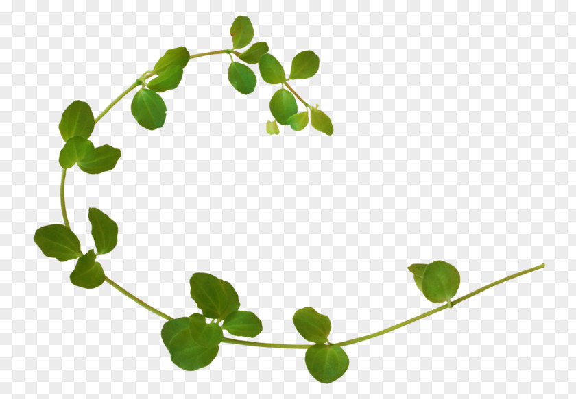 Vine Herbaceous Plant PNG