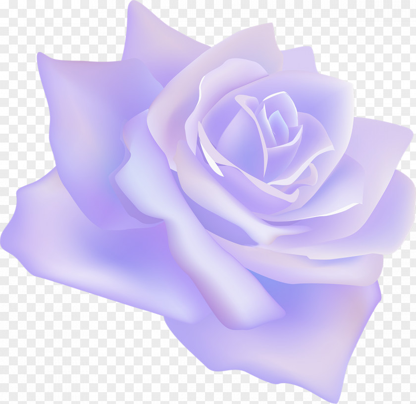 White Rose Garden Roses Centifolia Flower Rosaceae Lilac PNG