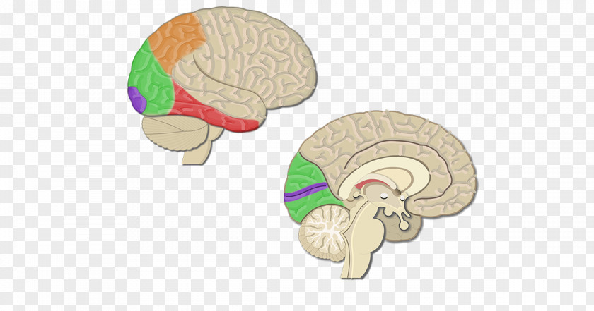 Brain Cerebral Cortex Visual Sulcus Lobes Of The PNG