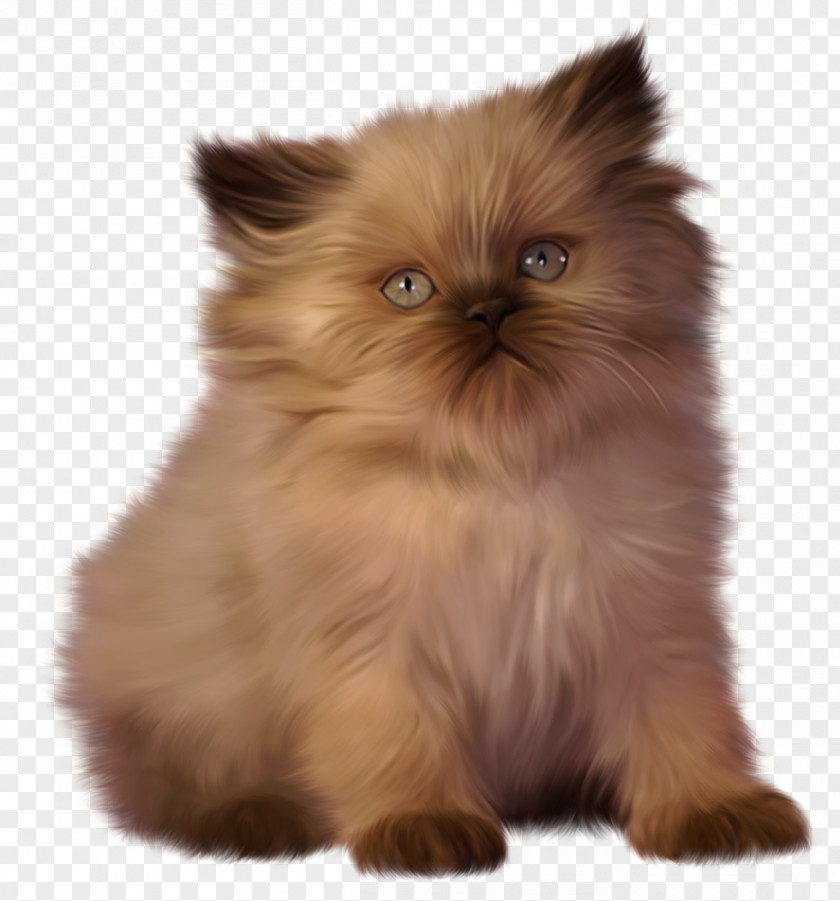 Cats Kitten British Shorthair Desktop Wallpaper Clip Art PNG