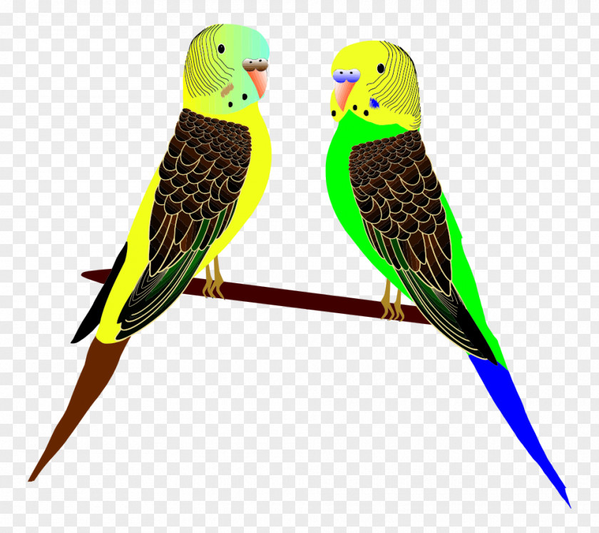 Parrots Parrot Budgerigar Parakeet Bird Clip Art PNG
