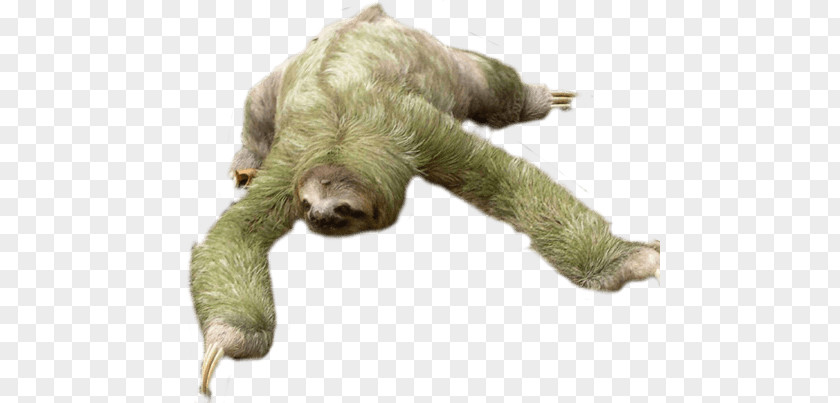 Sloth Looking Down PNG Down, green and brown sloth clipart PNG