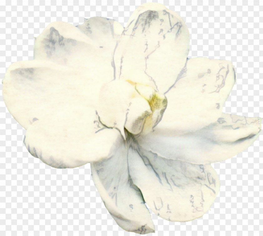 Tulip Gardenia Flowers Background PNG