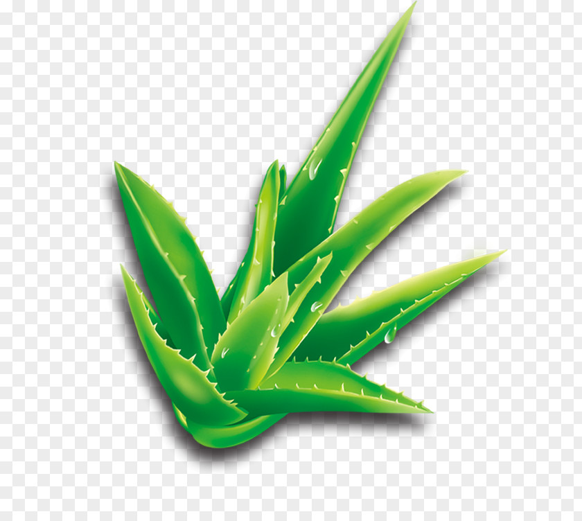 Aloe Vera Cartoon Plant PNG