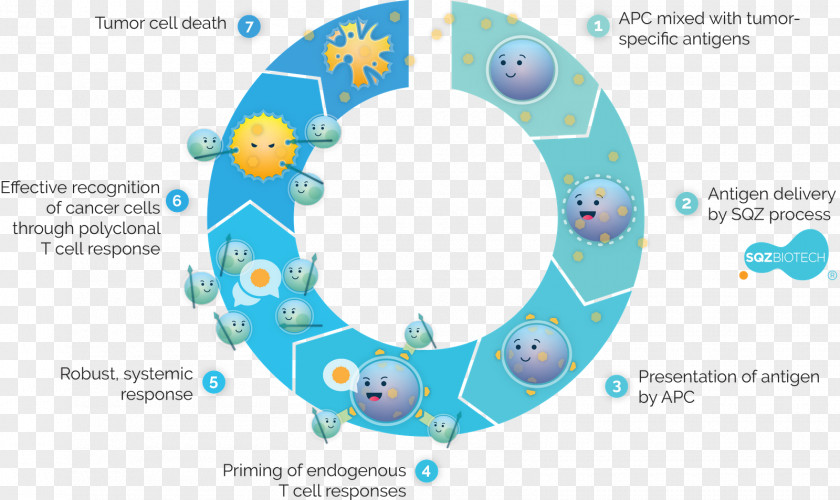 Antigen-presenting Cell Cancer T PNG