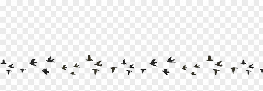 Bird Migration Line Point Font PNG