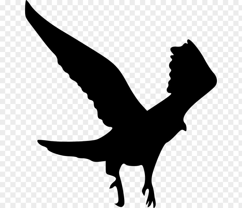 Bird Of Prey Bald Eagle Clip Art PNG