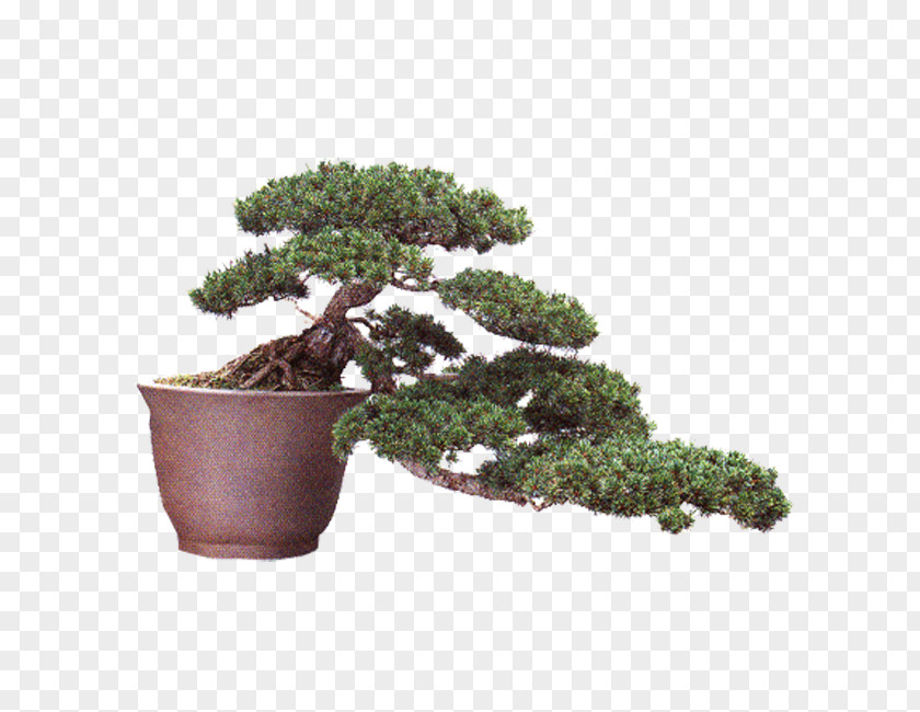 Bonsai Button Podocarpus Macrophyllus Chinese Sweet Plum Penjing Tree PNG