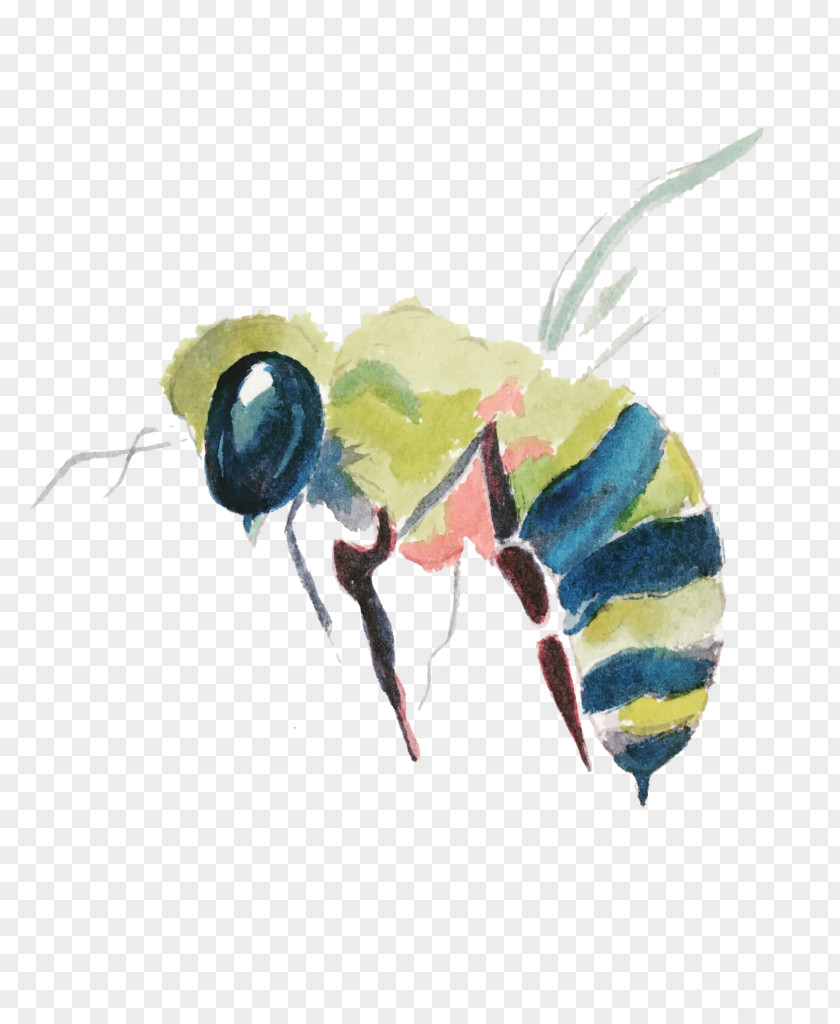 Carpenter Bee Membranewinged Insect Background PNG