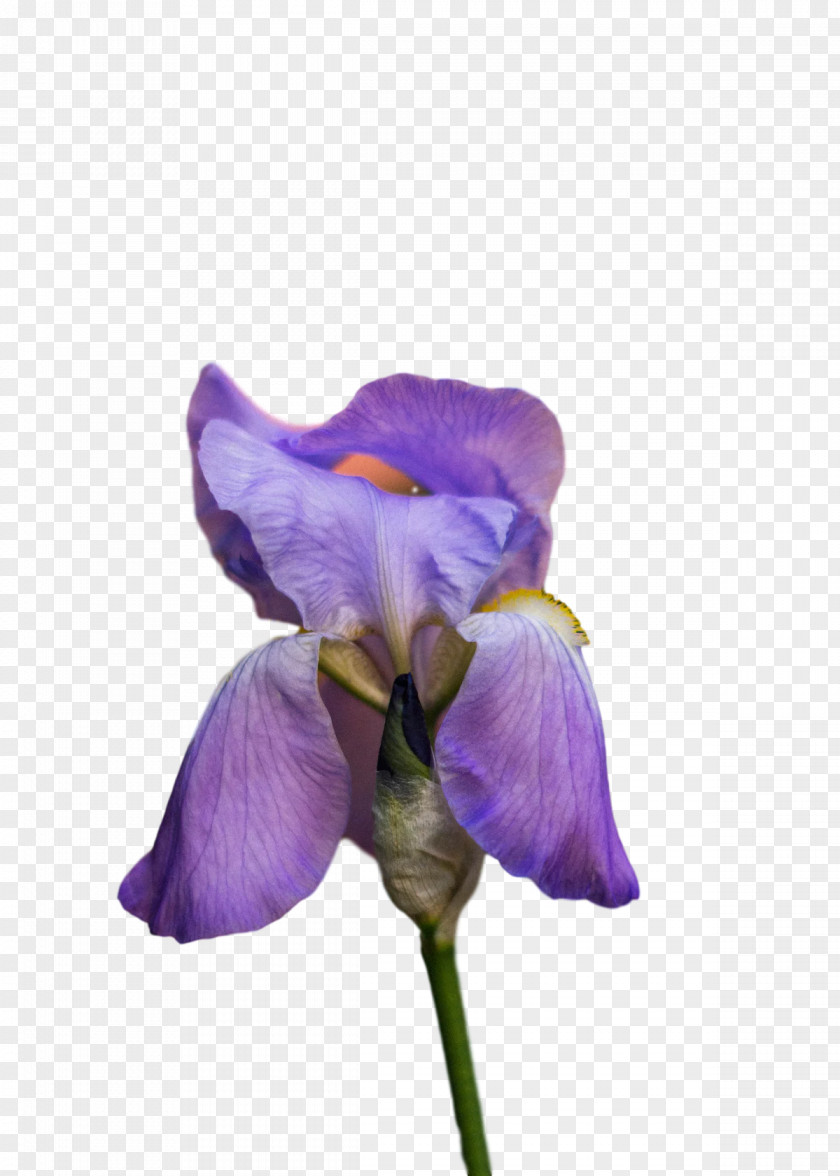 Lavender PNG