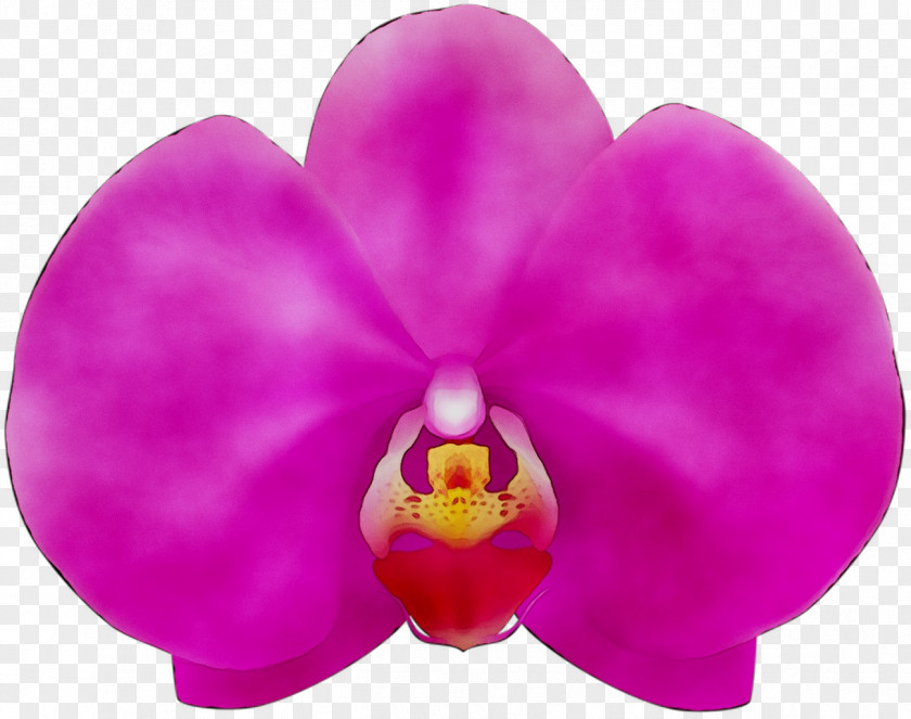 Moth Orchids Pink M Close-up PNG