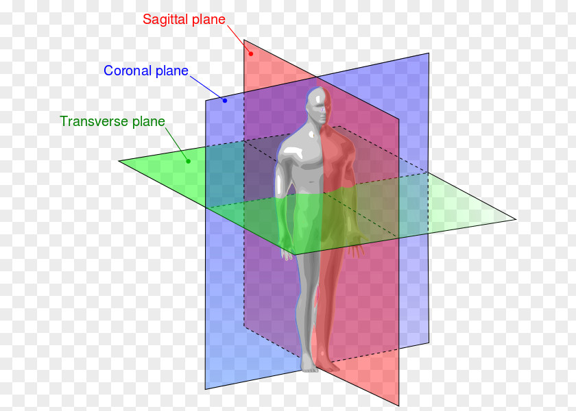 Plane Anatomical Transverse Anatomy Sagittal Coronal PNG