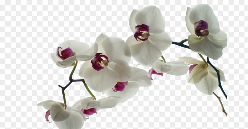 Rare Orchids Desktop Wallpaper Yellow PNG