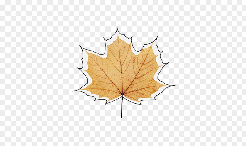 Rendering Autumn Leaves Maple Leaf PNG