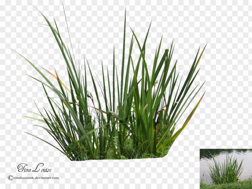 Aquatic Plants Calamagrostis Acutiflora Plant DeviantArt PNG