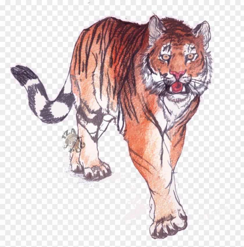 Bengal Tiger Drawing Whiskers Siberian Wildlife PNG