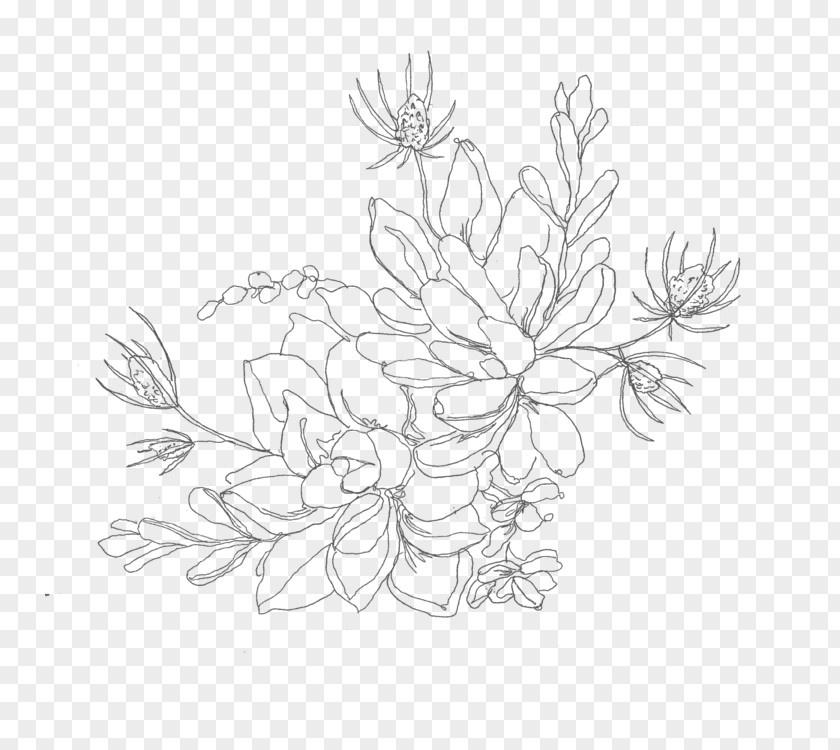 Flower Drawings Line Drawing Art Succulent Plant Illustration PNG