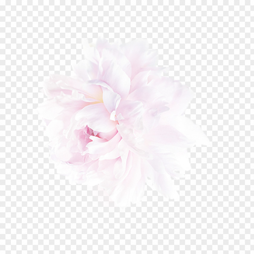 Pale Pink Rose Free To Pull The Material Peony Petal PNG