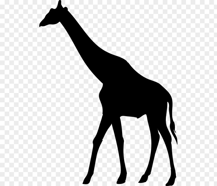 Silhouette Royalty-free West African Giraffe PNG