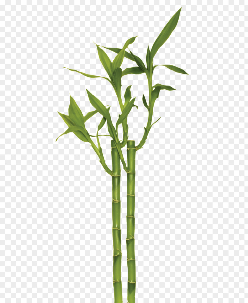 Terrestrial Plant Leaf Bamboo PNG