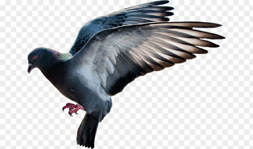 Flying Pigeon Material Home Domestic Columbidae Flight PNG