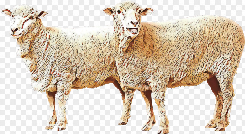 Goat Sheep Algarve Churro Livestock Milk PNG