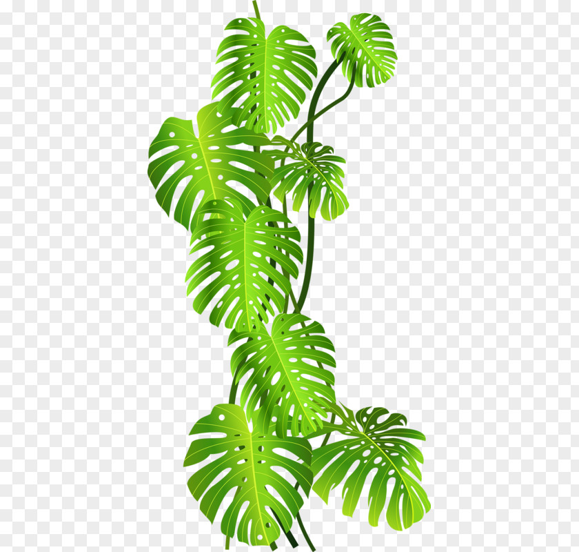 Green Coconut Leaves Tropics Jungle Tropical Rainforest Clip Art PNG